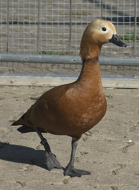 依靠青训自